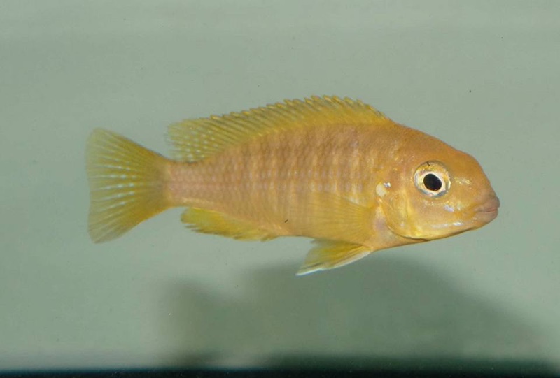 Tropheops romandi 'Mazinzi Reef'